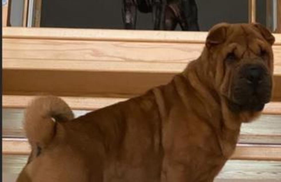 Τσιμίκας: Πήρε και τα σκυλιά του στο Λίβερπουλ - ΦΩΤΟ